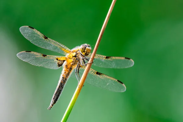 Cercatore Quattro Macchie Libellula Quadrimaculata Libellula Fili Erba Bel Primo — Foto Stock