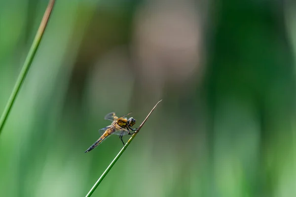 Chaser Quatre Points Libellula Quadrimaculata Libellule Sur Des Brins Herbe — Photo