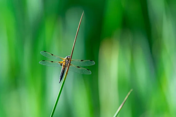 Vierfleckige Libelle Libellula Quadrimaculata Auf Grashalmen Schöne Nahaufnahme Mit Details — Stockfoto