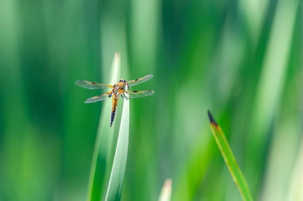 Vierfleckige Libelle Libellula Quadrimaculata Auf Grashalmen Schöne Nahaufnahme Mit Details — Stockfoto