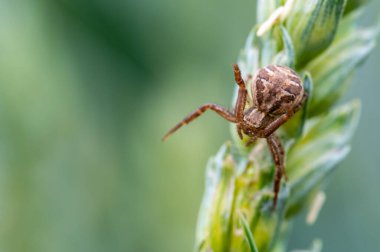 Yengeç örümcekleri (xysticus) olarak bilinen bir örümcek otların üzerinde sürünür ve avını bekler. Makro, yeşil bulanık arkaplan.