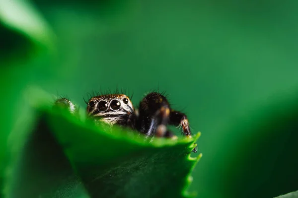 Černý Jumper Evarcha Arcuata Skákající Pavouk Plazící Suchém Listu Detailní — Stock fotografie