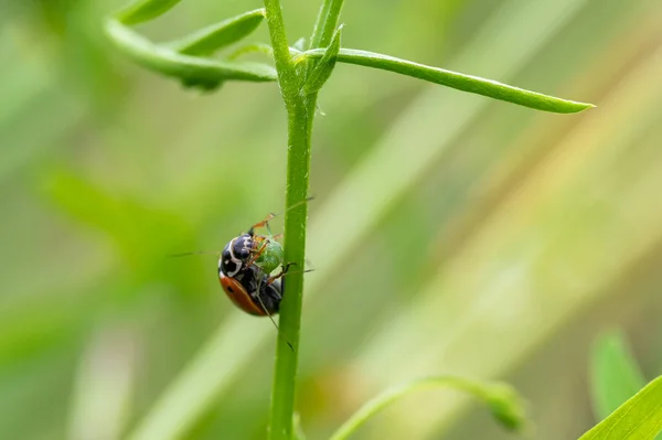 Ladybug Coccinella Septempunctata Τρώει Θήραμά Του Οποίο Είναι Ένα Αφίδιο — Φωτογραφία Αρχείου