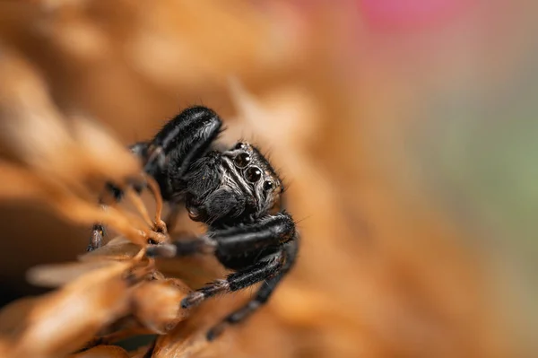 Aranha Negra Evarcha Arcuata Aranha Saltitante Alta Ampliação Macro Muitos — Fotografia de Stock