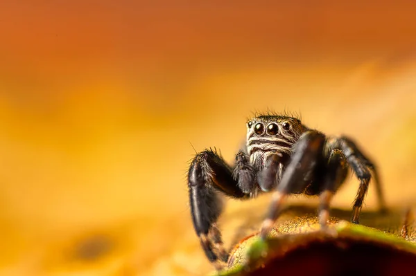 Μαύρο Τζάμπερ Evarcha Arcuata Jumping Spider Σέρνεται Στεγνό Φύλλο Κοντινό — Φωτογραφία Αρχείου