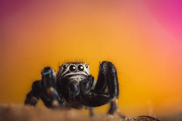 Araignée Noire Evarcha Arcuata Araignée Sauteuse Grossissement Élevé Macro Beaucoup — Photo