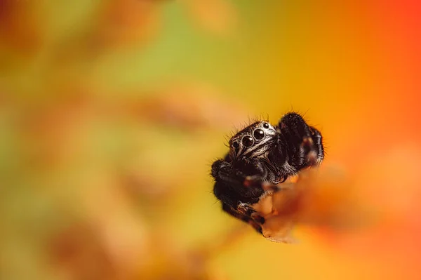 Černý Pavouk Evarcha Arcuata Skákající Pavouk Vysoké Zvětšení Makro Mnoho — Stock fotografie