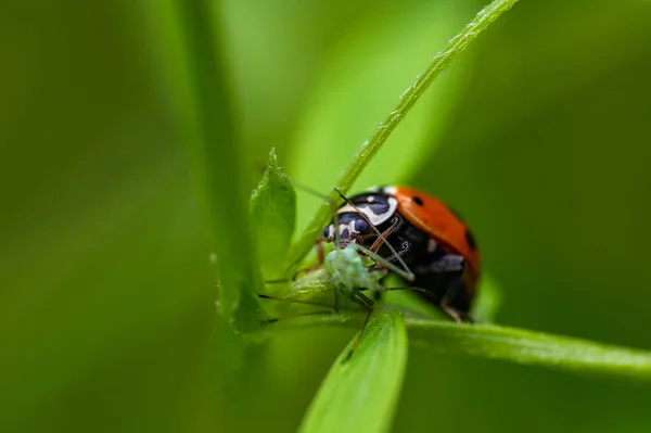 Ladybug Coccinella Septempunctata Τρώει Θήραμά Του Οποίο Είναι Ένα Αφίδιο — Φωτογραφία Αρχείου
