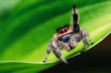 Dişi sıçrayan örümcek (Phidippus Rejimi) yeşil üzerinde sürünüyor. Makro, büyük gözler, keskin detaylar. Güzel büyük gözler ve büyük dişler..