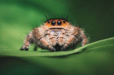 Dişi sıçrayan örümcek (Phidippus rejius) yeşil bir yaprağın üzerinde sürünüyor. Makro, büyük gözler, keskin detaylar. Güzel büyük gözler ve büyük dişler..