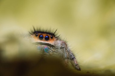 Dişi sıçrayan örümcek (Phidippus rejius) yeşil bir yaprağın üzerinde sürünüyor. Sonbahar sıcacık renkler, makro, keskin detaylar. Güzel, kocaman gözler kameraya bakıyor..