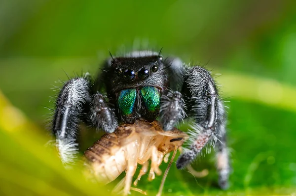 깡충거미 Phidippus Regius 매크로 세세하게 아름다운 과커다란 송곳니 — 스톡 사진