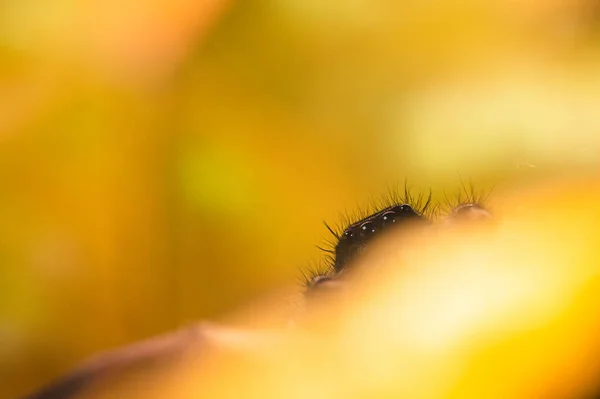 Una Araña Saltadora Macho Phidippus Regius Escondida Hojas Amarillas Otoño —  Fotos de Stock