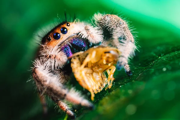 Skoky Pavouk Phidippus Regius Jíst Svou Kořist Šváb Zeleném Listu — Stock fotografie