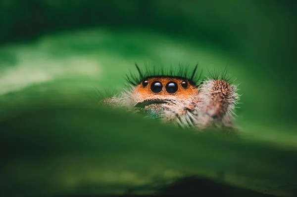 Aranha Fêmea Saltando Phidippus Regius Rastejando Verde Macro Olhos Grandes — Fotografia de Stock