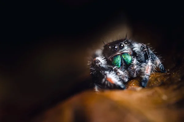 기어다니는 깡충거미 Phidippus Regius 매크로 디테일 아름다운 과커다란 송곳니 — 스톡 사진