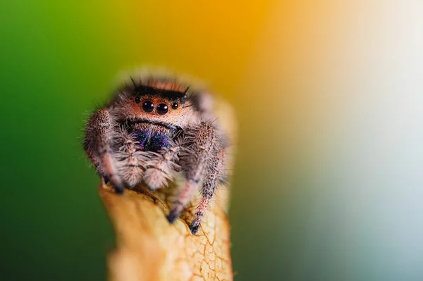Kuru bir yaprağın üzerinde sürünen dişi bir örümcek (Phidippus regius). Sonbahar sıcacık renkler, makro, keskin detaylar. Güzel, kocaman gözler kameraya bakıyor..