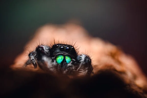 Uma Aranha Macho Saltando Phidippus Regius Rastejando Madeira Seca Outono — Fotografia de Stock