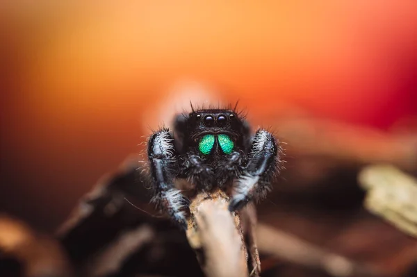 Uma Aranha Macho Saltando Phidippus Regius Rastejando Madeira Seca Outono — Fotografia de Stock