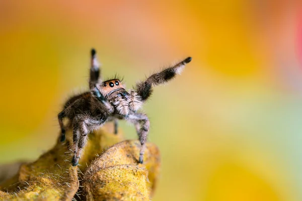 Eine Weibliche Springspinne Phidippus Regius Krabbelt Auf Einem Trockenen Blatt — Stockfoto