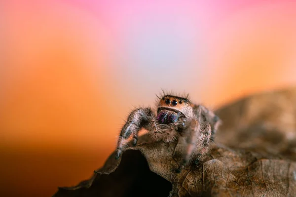 Uma Aranha Fêmea Saltando Phidippus Regius Rastejando Uma Folha Seca — Fotografia de Stock