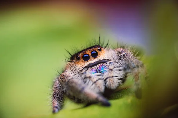 Springende Spinnenweibchen Phidippus Regius Krabbeln Auf Einem Grünen Blatt Herbstliche — Stockfoto