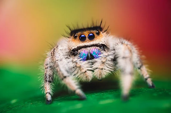 Dişi sıçrayan örümcek (Phidippus rejius) yeşil bir yaprağın üzerinde sürünüyor. Sonbahar sıcacık renkler, makro, keskin detaylar. Güzel, kocaman gözler kameraya bakıyor..
