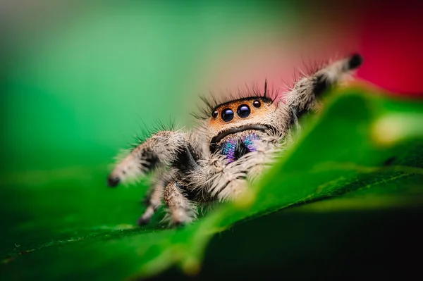 雌性跳跃蜘蛛 Phidippus Regius 在绿叶上爬行 秋天温暖的色彩 宏观而锐利的细节 美丽的大眼睛看着摄像机 — 图库照片