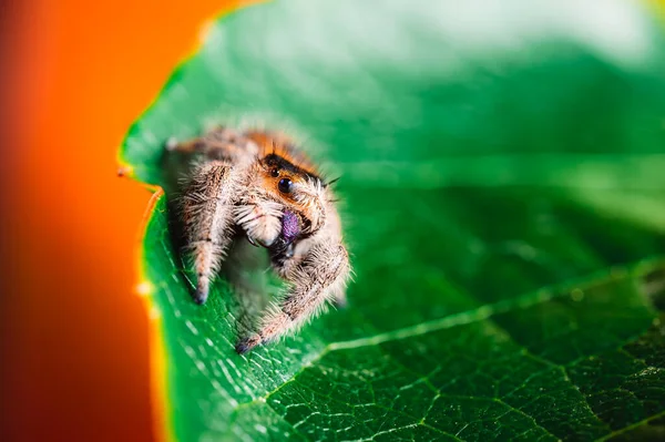 緑の葉に這って目を覆う女性ジャンピングクモ フィディプス属 マクロ 大きな目 鋭い詳細 美しい大きな目と大きな牙 — ストック写真