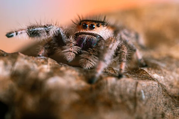 Samice Skákajícího Pavouka Phidippus Regius Plazící Suchém Listu Podzim Teplé — Stock fotografie