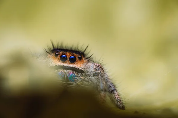 Springende Spinnenweibchen Phidippus Regius Krabbeln Auf Einem Grünen Blatt Herbstliche — Stockfoto