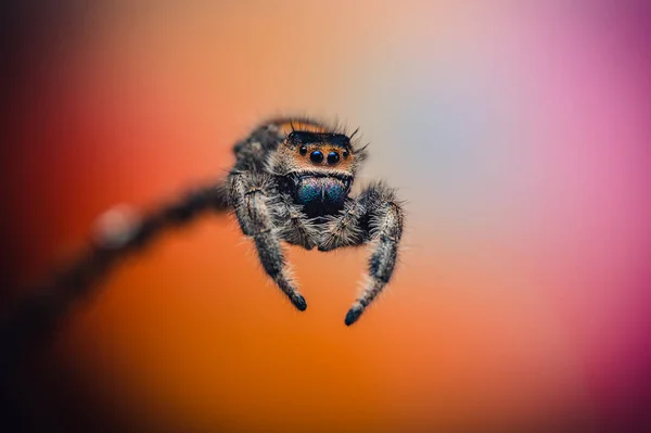 Uma Aranha Fêmea Saltando Phidippus Regius Rastejando Galho Outono Cores — Fotografia de Stock