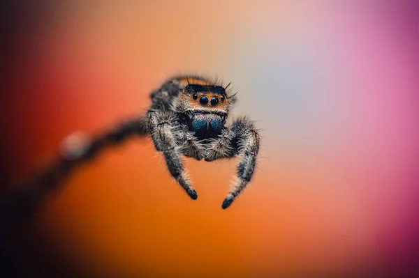 깡충거미 Phidippus Regius 나뭇가지를 기어다니는 암컷이다 매크로 디테일 아름다운 — 스톡 사진