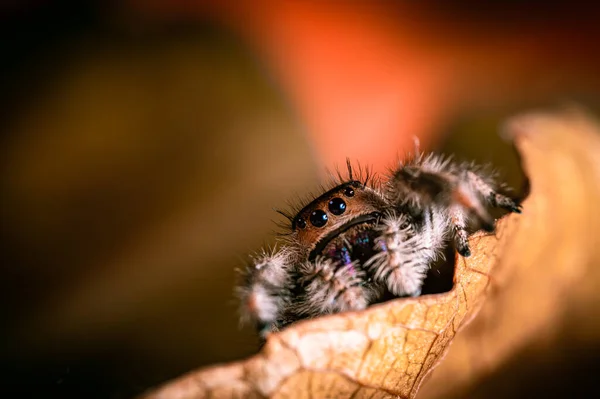 乾燥した葉に這う女性の飛び跳ねるクモ フィディプス属 秋の暖かい色 マクロ シャープな詳細 美しい巨大な目がカメラを見ている — ストック写真