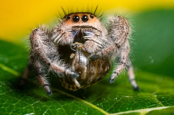 Uma Aranha Saltitante Phidippus Regius Comendo Sua Barata Presa Uma — Fotografia de Stock