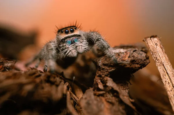 乾燥した棒に這う女性ジャンピングクモ フィディプス属 秋の暖かい色 マクロ シャープな詳細 美しい巨大な目がカメラを見ている — ストック写真