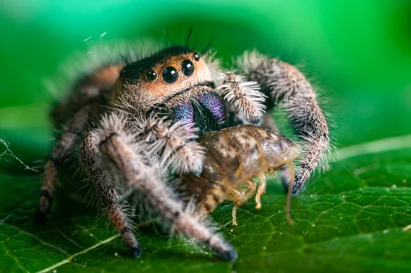 Skoky Pavouk Phidippus Regius Jíst Svou Kořist Šváb Zeleném Listu — Stock fotografie