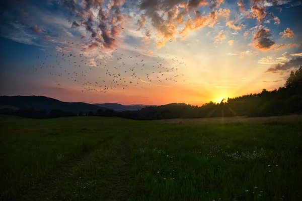Sunset over a large meadow. The sun sets behind the trees in the forest. A flock of birds flies in the sky, colorful clouds from the setting sun, the sun\'s rays.