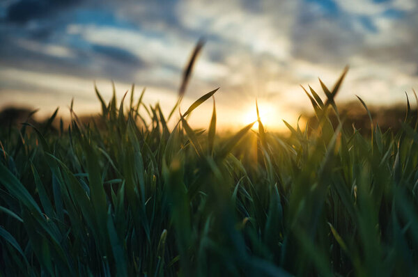 View of the sunset through the leaves of green grass. Blue sky turning golden. Shallow depth of field. Sun rays. Green grass leaves.