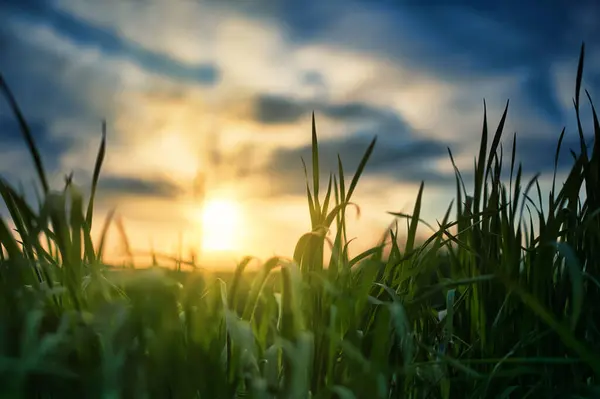 Yeşil Çimlerin Arasından Gün Batımını Seyret Mavi Gökyüzü Altın Rengine — Stok fotoğraf