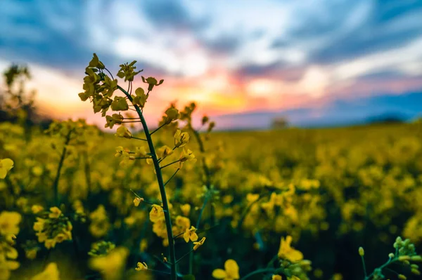 Nahaufnahme Einer Gelben Rapsblüte Hintergrund Ein Farbenfroher Sonnenuntergang Und Ein — Stockfoto