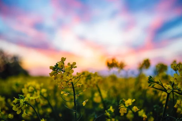 Dekat Dari Bunga Kuning Rapeseed Latar Belakang Adalah Matahari Terbenam — Stok Foto