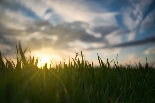 Yeşil Çimlerin Arasından Gün Batımını Seyret Mavi Gökyüzü Altın Rengine — Stok fotoğraf