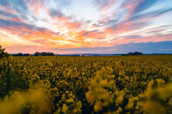 黄色の花穂を持つ広範なフィールド 空にカラフルな雲 ヨーロッパの土壌を耕す黄色の花でいっぱいの風景 — ストック写真