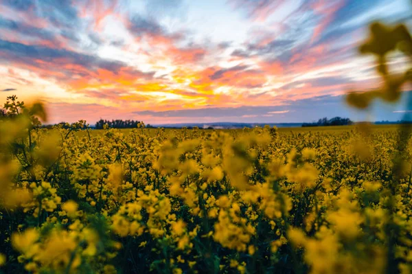 Weites Feld Mit Gelb Blühendem Raps Bunte Wolken Himmel Sonnenuntergang — Stockfoto