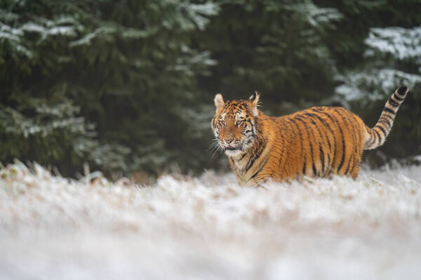 Siberian tiger (female, panthera tigris altaica), side view. A dangerous beast in its natural habitat. In the forest in winter, it is snow and cold.