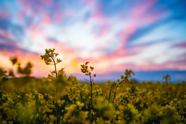 Primer Plano Una Flor Colza Amarilla Fondo Hay Colorido Atardecer —  Fotos de Stock