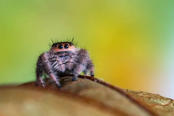 Een Vrouwtje Springende Spin Phidippus Regius Kruipt Een Droog Blad Rechtenvrije Stockfoto's