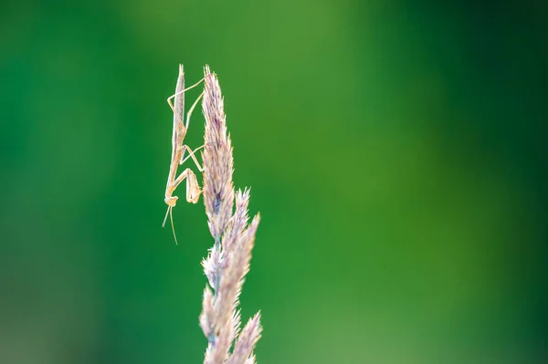 Una Ninfa Mantis Europea Mantis Religiosa Una Planta Seca Primer —  Fotos de Stock