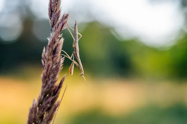 A nymph of european mantis (Mantis religiosa) on a grass in a natural habitat. A nymph of a mantis, male animal. Golden hour, sunset on background.